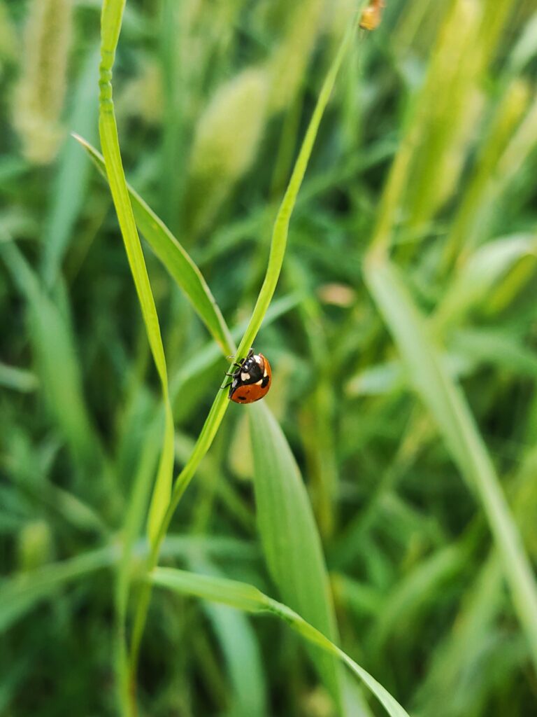  Biodiversity Boost