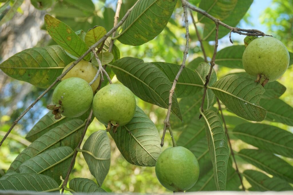 Guava nutritional profile