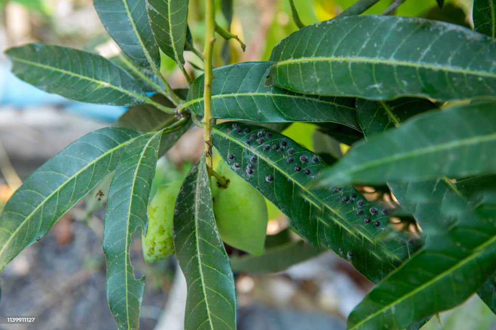 Powdery mildew