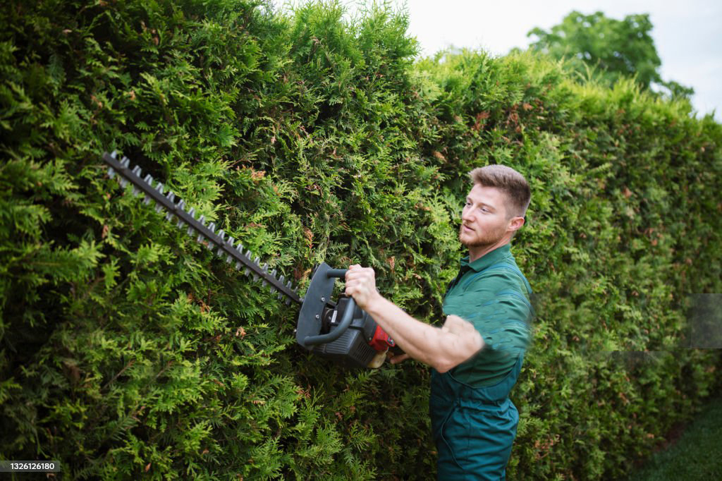 Pruning Techniques mangoes