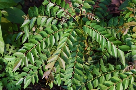 करी पत्ता लाभ (Curry Leaves Benefits)